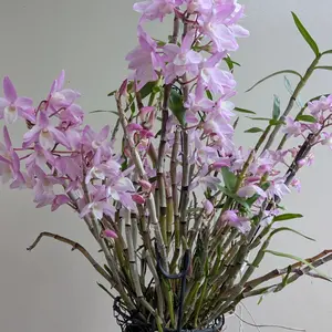 セッコクの種類（原種、品種）｜植物図鑑｜みんなの趣味の園芸（NHK出版）