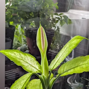 ディフェンバキアの種類（原種、品種）｜植物図鑑｜みんなの趣味の園芸
