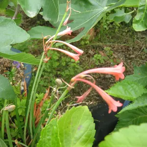 キルタンサスの種類（原種、品種）｜植物図鑑｜みんなの趣味の園芸
