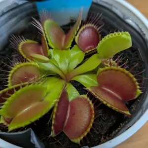 ハエトリグサの写真｜植物図鑑｜みんなの趣味の園芸