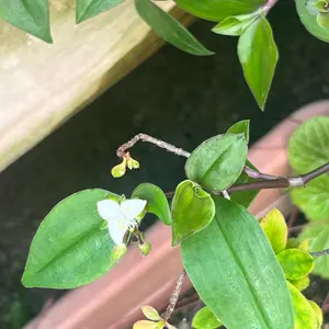 ブライダルベールとは｜育て方がわかる植物図鑑｜みんなの趣味の園芸