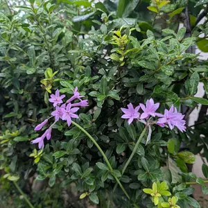 ツルバギアの種類（原種、品種）｜植物図鑑｜みんなの趣味の園芸（NHK