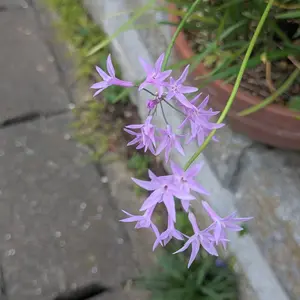 ツルバギアの育て方・栽培方法｜植物図鑑｜みんなの趣味の園芸（NHK出版）