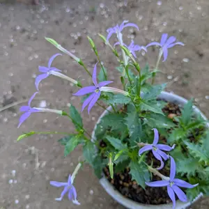 イソトマ（ローレンティア）とは｜育て方がわかる植物図鑑｜みんなの