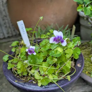 スミレとは｜育て方がわかる植物図鑑｜みんなの趣味の園芸（NHK出版）