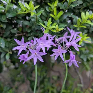 ツルバギアの育て方・栽培方法｜植物図鑑｜みんなの趣味の園芸（NHK出版）