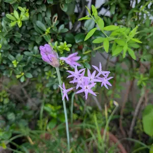 ツルバギアの育て方・栽培方法｜植物図鑑｜みんなの趣味の園芸（NHK出版）