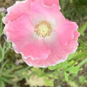アイスランドポピーとは｜育て方がわかる植物図鑑｜みんなの趣味の園芸