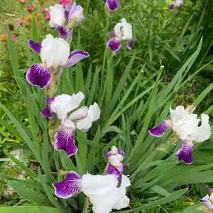 ジャーマンアイリスとは｜育て方がわかる植物図鑑｜みんなの趣味の園芸