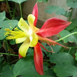 西洋オダマキとは｜育て方がわかる植物図鑑｜みんなの趣味の園芸（NHK