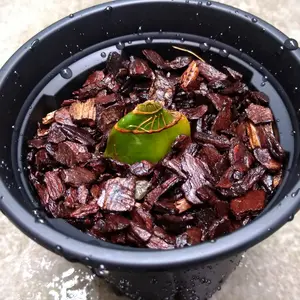 グラマトフィラムとは｜育て方がわかる植物図鑑｜みんなの趣味の園芸
