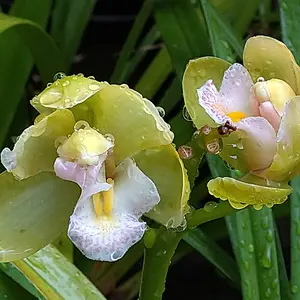 シンビジウム（シンビジューム）とは｜育て方がわかる植物図鑑