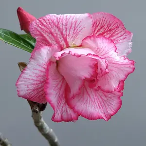 アデニウムとは｜育て方がわかる植物図鑑｜みんなの趣味の園芸（NHK出版）