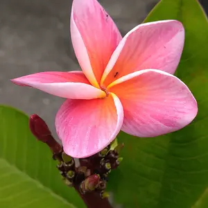 プルメリアとは｜育て方がわかる植物図鑑｜みんなの趣味の園芸（NHK出版）