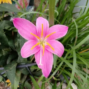 ゼフィランサスとは｜育て方がわかる植物図鑑｜みんなの趣味の園芸