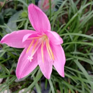 ゼフィランサスとは｜育て方がわかる植物図鑑｜みんなの趣味の園芸