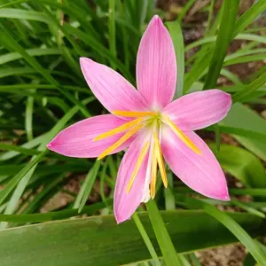 ゼフィランサスとは｜育て方がわかる植物図鑑｜みんなの趣味の園芸