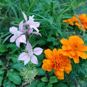 チドリソウとは｜育て方がわかる植物図鑑｜みんなの趣味の園芸（NHK出版）