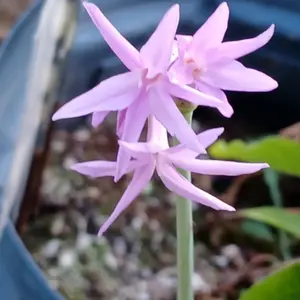 ツルバギアの育て方・栽培方法｜植物図鑑｜みんなの趣味の園芸（NHK出版）