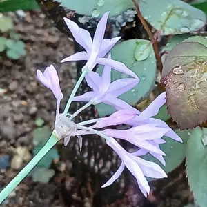 ツルバギアとは・基本情報｜育て方がわかる植物図鑑｜みんなの趣味の