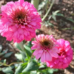 エキナセアの種類（原種、品種）｜植物図鑑｜みんなの趣味の園芸（NHK