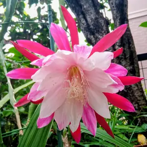 クジャクサボテンの種類（原種、品種）｜植物図鑑｜みんなの趣味の園芸