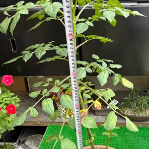 皇帝ダリアとは｜育て方がわかる植物図鑑｜みんなの趣味の園芸（NHK出版）