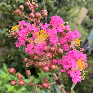 サルスベリとは｜育て方がわかる植物図鑑｜みんなの趣味の園芸（NHK出版）