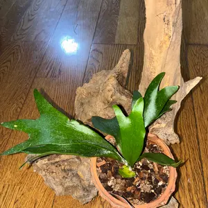 ビカクシダの種類（原種、品種）｜植物図鑑｜みんなの趣味の園芸（NHK