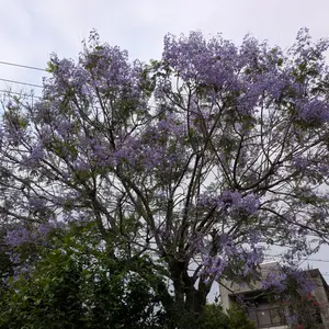 ジャカランダとは｜育て方がわかる植物図鑑｜みんなの趣味の園芸（NHK