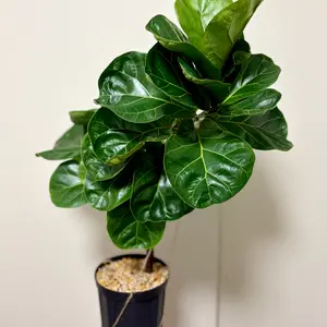 カシワバゴムノキ（フィカス・リラータ）の育て方・栽培方法｜植物図鑑