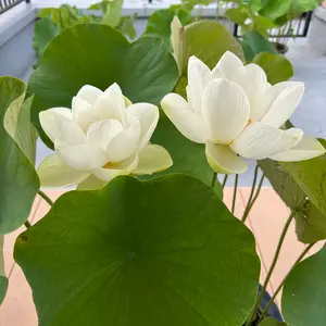 ハスの育て方・栽培方法｜植物図鑑｜みんなの趣味の園芸（NHK出版）