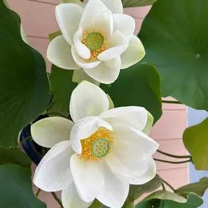 ハスの育て方・栽培方法｜植物図鑑｜みんなの趣味の園芸（NHK出版）