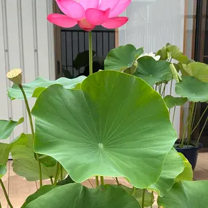 ハスの育て方・栽培方法｜植物図鑑｜みんなの趣味の園芸（NHK出版）
