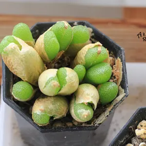 コノフィツムの写真｜植物図鑑｜みんなの趣味の園芸