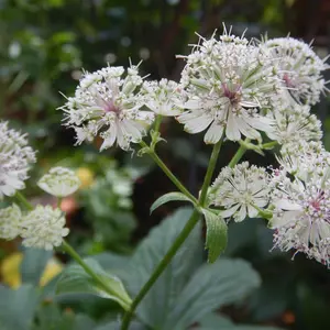 アストランティアの種類（原種、品種）｜植物図鑑｜みんなの趣味の園芸