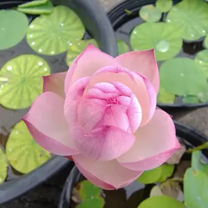 ハスの育て方・栽培方法｜植物図鑑｜みんなの趣味の園芸（NHK出版）