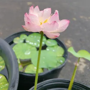 ハスの育て方・栽培方法｜植物図鑑｜みんなの趣味の園芸（NHK出版）
