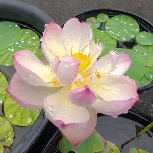 ハスの育て方・栽培方法｜植物図鑑｜みんなの趣味の園芸（NHK出版）
