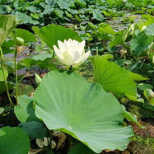 ハスの育て方・栽培方法｜植物図鑑｜みんなの趣味の園芸（NHK出版）
