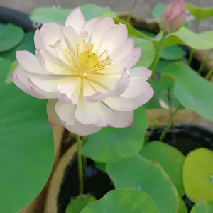 ハスの育て方・栽培方法｜植物図鑑｜みんなの趣味の園芸（NHK出版）