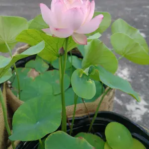 ハスの育て方・栽培方法｜植物図鑑｜みんなの趣味の園芸（NHK出版）
