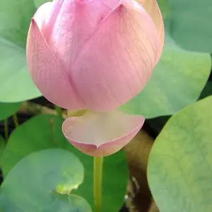 ハスの育て方・栽培方法｜植物図鑑｜みんなの趣味の園芸（NHK出版）