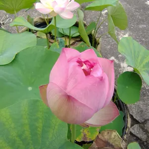ハスの育て方・栽培方法｜植物図鑑｜みんなの趣味の園芸（NHK出版）