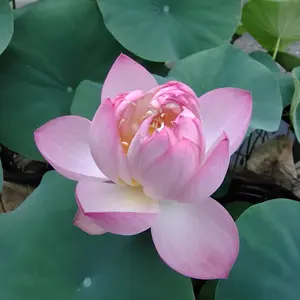 ハスとは｜育て方がわかる植物図鑑｜みんなの趣味の園芸（NHK出版）