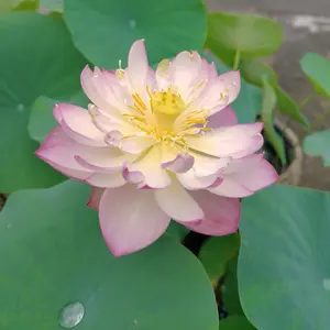 ハスの育て方・栽培方法｜植物図鑑｜みんなの趣味の園芸（NHK出版）