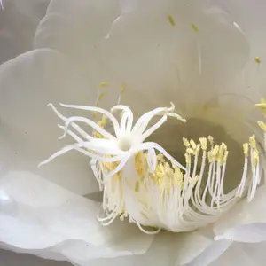 月下美人の写真｜植物図鑑｜みんなの趣味の園芸