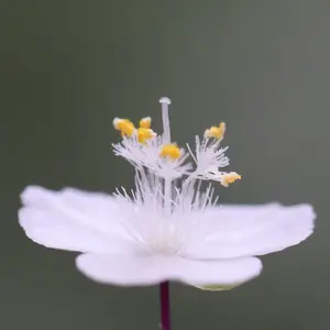 ブライダルベールとは｜育て方がわかる植物図鑑｜みんなの趣味の園芸