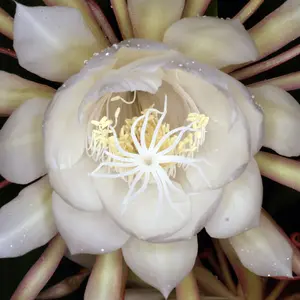月下美人の写真｜植物図鑑｜みんなの趣味の園芸