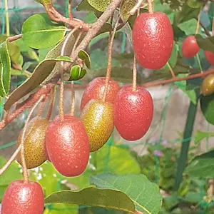グミの仲間の種類（原種、品種）｜植物図鑑｜みんなの趣味の園芸（NHK